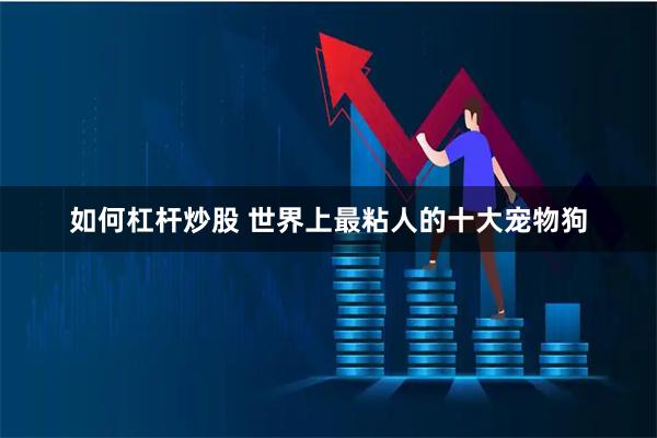 如何杠杆炒股 世界上最粘人的十大宠物狗